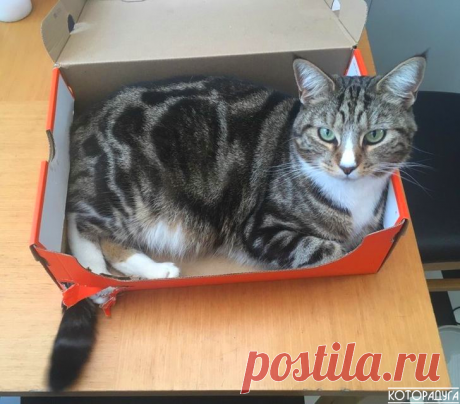 "Первый закон котодинамики: коробка должна быть заполнена котом без остатка!" Смешные котики | Которадуга | Яндекс Дзен