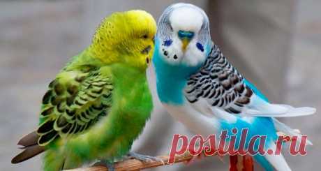 Волнистые попугаи: фото, видео, слушать пение волнистых попугаев онлайн и бесплатно, особенности содержания в домашних условиях, размножение.