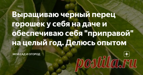 Выращиваю черный перец горошек у себя на даче и обеспечиваю себя "приправой" на целый год. Делюсь опытом Черный перец горошком – незаменимая приправа, которую хозяйки активно используют в процессе приготовления своих кулинарных шедевров.
Раньше я, как и все, покупала перчик в супермаркете, так как, сами знаете, что эту культуру у нас выращивать не принято – все-таки это теплолюбивая лиана, которая в наших погодных условиях расти просто не сможет.
Однако в прошлом году я за...