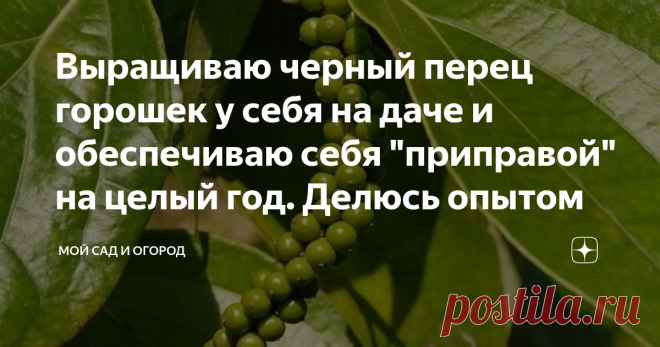 Выращиваю черный перец горошек у себя на даче и обеспечиваю себя 