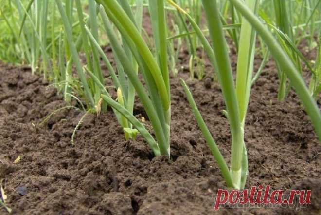 Секреты и правила выращивания рассады лука из семян