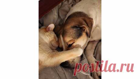Кошка и собака встретились после года разлуки и обнялись - Питомцы Mail.ru