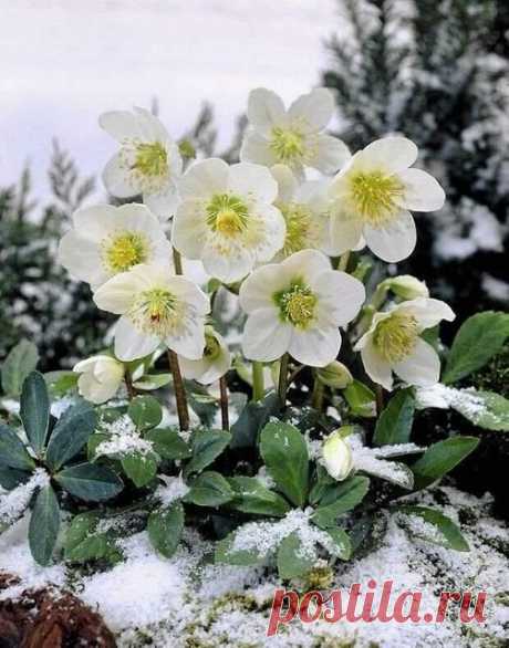Ровно за две недели до Рождества просыпается цветок морозник. 
Тем, кому не хватает чудес в жизни, стоит посадить его в своем саду. 
И тогда маленькое обыкновенное чудо произойдет на ваших глазах – сквозь снег внезапно покажутся фарфоровые цветы зимы.