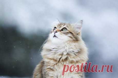 Руками не трогать: 10 самых дорогих кошек в мире - TRENDYMEN - 22 мая - 43997210467 - Медиаплатформа МирТесен Кошки являются одними из самых популярных животных в мире, но наряду с обычными породами здесь есть и своя "элита". Некоторые коты могут стоить настолько дорого, что соперничают в цене с автомобилями. Норвежский лесной кот Выведенная в Северной Европе порода стабильно входит в число самых дорогих — - 22 мая - 43997210467 - Медиаплатформа МирТесен