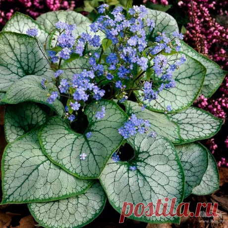 Многолетний садовый цветок Бруннера (Brunnera). Многолетнее травянистое растение с поверхностным корневищем, высотой до 60 см. Стебли прямостоячие, листья округло-сердцевидные, диаметром до 15-20 см, на длинных черешках. Соцветия метельчатые, с многочисленными мелкими ярко-голубыми цветками, похожими на цветки незабудки.