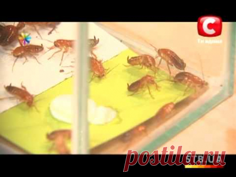 Домашние средства от тараканов и муравьев – Все буде добре