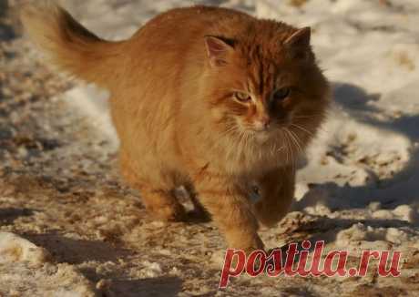 фото рыжего кота: 33 тыс изображений найдено в Яндекс.Картинках