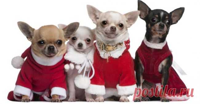 Собачья мода: новогодний наряд для животных