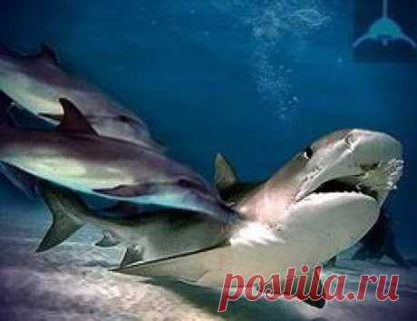 Почему акулы боятся дельфинов - Познавательно