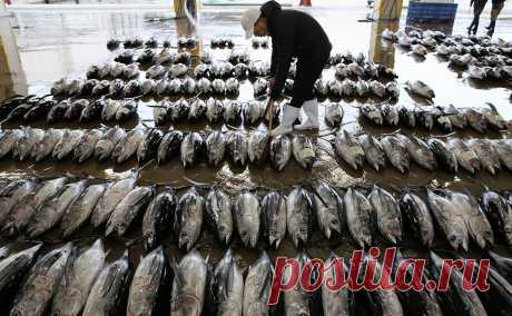 Россия ограничила импорт рыбы из Японии вслед за Китаем. Россия присоединилась к временному запрету Китая на ввоз рыбы и морепродуктов из Японии, введенному из-за сброса воды с АЭС «Фукусима-1». В августе Москва ужесточила контроль за ввозимой из Японии рыбой