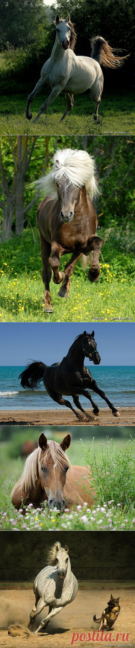 Красивые лошади (56 фото)