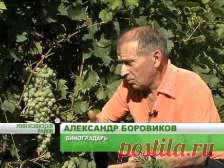 Виноград собирает центнерами
