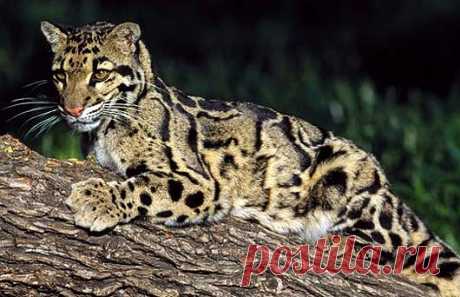 Clouded Leopard - Rare Asian Cat with Cloud Spots | Animal Pictures and Facts | FactZoo.com