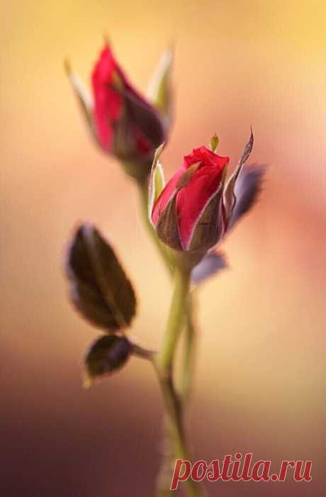 i (643×980)