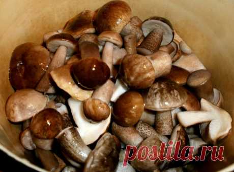 Блюда с грибами - самая большая подборка рецептов