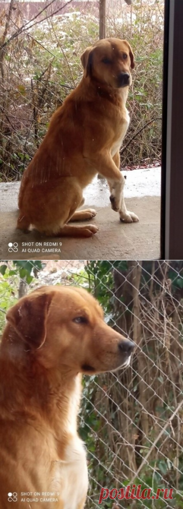 Очень добрый пёс Рекс ищет дом! Москва и МО – ЗАЩИТИМ И ПОМОЖЕМ., пользователь Юлия Бельская | Группы Мой Мир