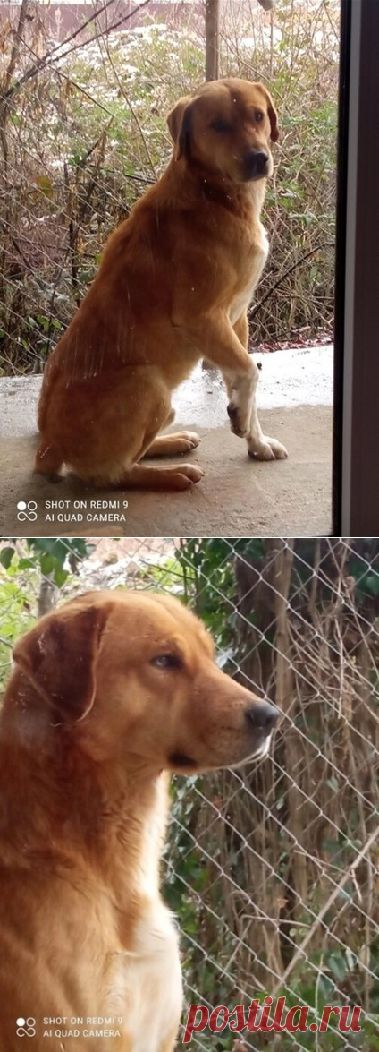 Очень добрый пёс Рекс ищет дом! Москва и МО – ЗАЩИТИМ И ПОМОЖЕМ., пользователь Юлия Бельская | Группы Мой Мир