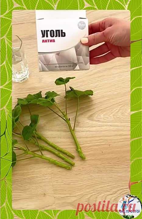 родина цветка герань комнатная. герань родина растения. родина герани комнатного растения. комнатные растения откуда попали к нам пеларгония. комнатные растения откуда попали к нам пеларгония.