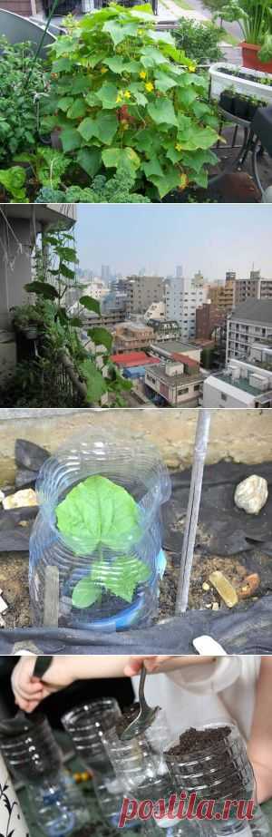 Выращивание огурцов в пластиковых бутылках советы от Сад 365