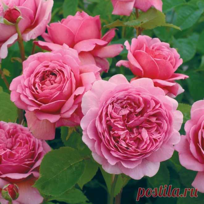Интересные и необычные сорта роз Роза английская 