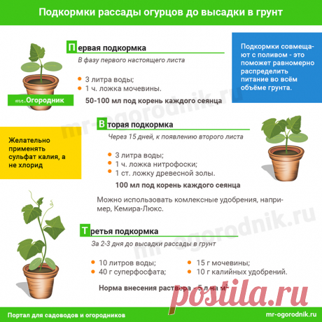 Подкормка рассады огурцов до высадки в грунт
 ПОДКОРМКИ ОВОЩЕЙ