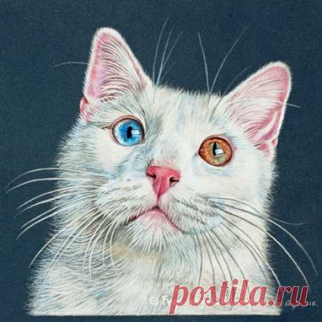 Кошачьи портреты карандашом