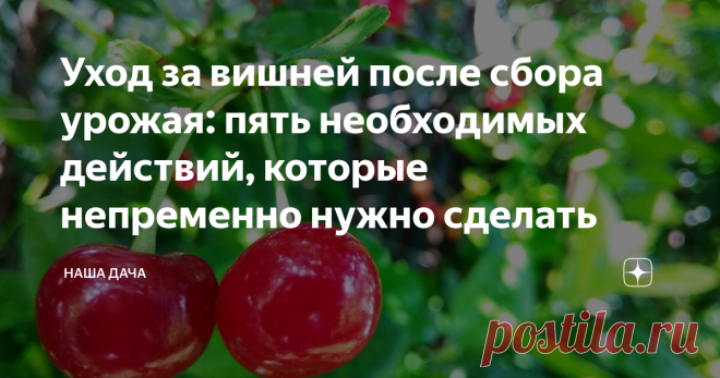 Как ухаживать за вишней. Уход за вишней после сбора урожая. Вишня после сбора урожая. Обработка вишни после сбора урожая. Чем подкормить черешню после сбора урожая.