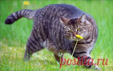 Animals___Cats_____Fat_cat_sniffing_a_flower_085983_.jpg (1920×1200)