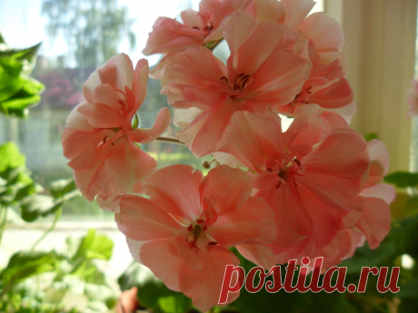 Пеларгония 'Ludwigsburger Flair' Карликовая махровая, зональная пеларгония. Красивые махровые цветы белого, розового цвета с зеленцой.