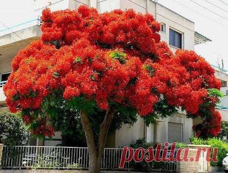 Делоникс королевский - одно из красивейших цветущих деревьев.