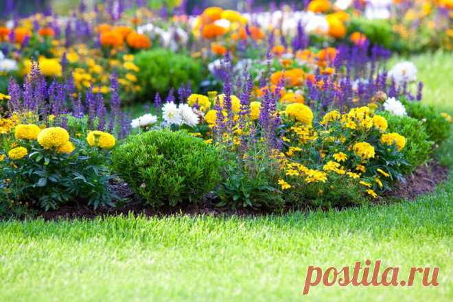 Многолетние цветы делают мой сад очень красивым, уютным и даже впечатляющим — делюсь тонкостями выбора | Идеальный огород | Яндекс Дзен