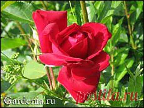 Розы: черенкование осенью