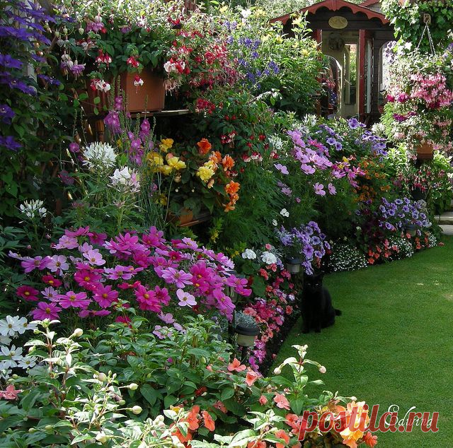 Flowers & Penny in July. | Flickr - Photo Sharing!