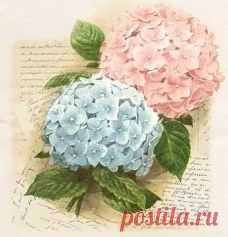 как нарисовать цветы гортензии в вазе: 17 тыс изображений найдено в Яндекс.Картинках