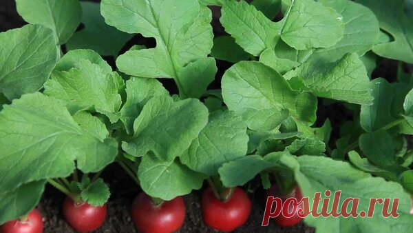 Первые овощи под поликарбонатом, или Превратим теплицу в овощной конвейер | Дача, сад, огород, рыбалка, рецепты, красота, здоровье