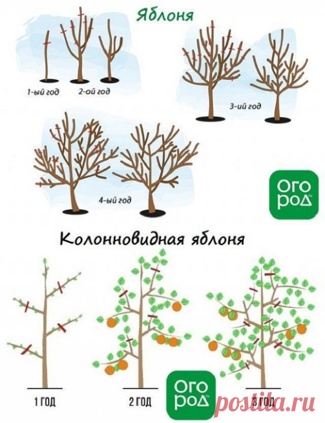 Обрезка груши весной 3 года схема и описание