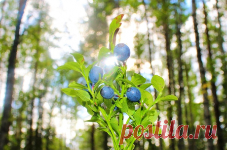 Немного из лесных радостей - сладкая черничка)))☀🌲💙🌲☀