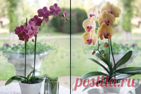 Как обрезать орхидею после цветения в домашних условиях? 
Орхидея, это достаточно красивый цветок, который цветёт к тому же весьма продолжительное время, то есть практически до полугода. Именно столько вполне реально наслаждаться её цветением. После этого с…