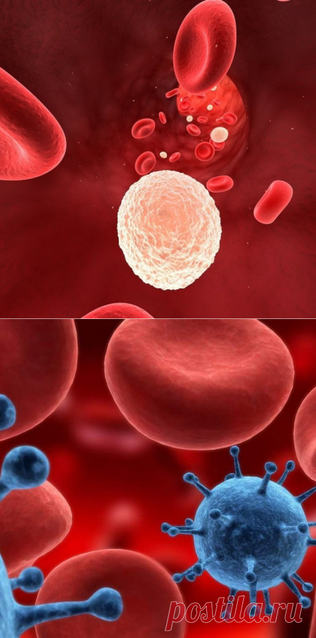 Почему показатель лейкоцитов в крови необычайно важен? / Будьте здоровы