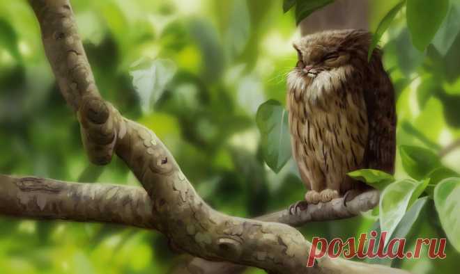 Brown Fish Griffowl by Pixxus on DeviantArt