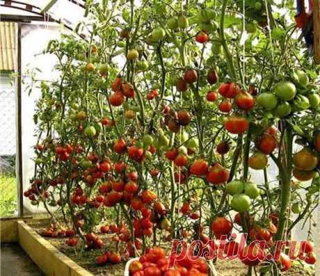 Помидор Спрут: все про выращивание томатного дерева