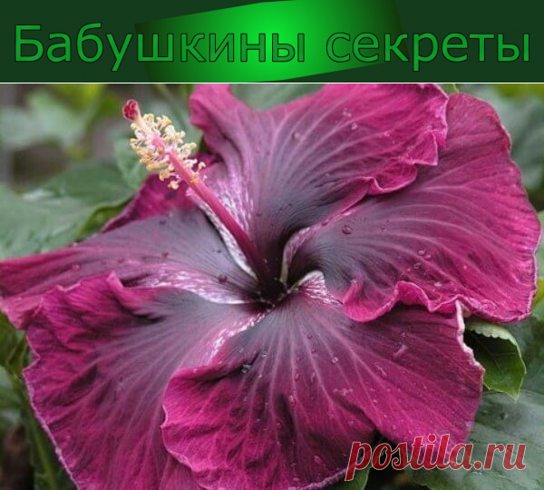 Комнатные цветы цветущие круглый год, фото и названия. Цвет Китайской ...