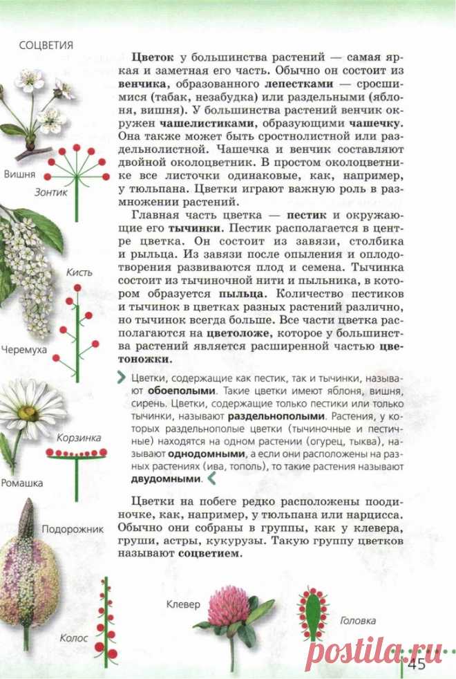Биология 6 класс проект такие разные цветки K3cr-LbWjKY.jpg (726 × 1080) ЕГЭ биология Постила
