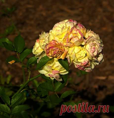 РОЗАРИЙ ботанического сада.Питер - 60 фото. Фотографии Ирина *************.