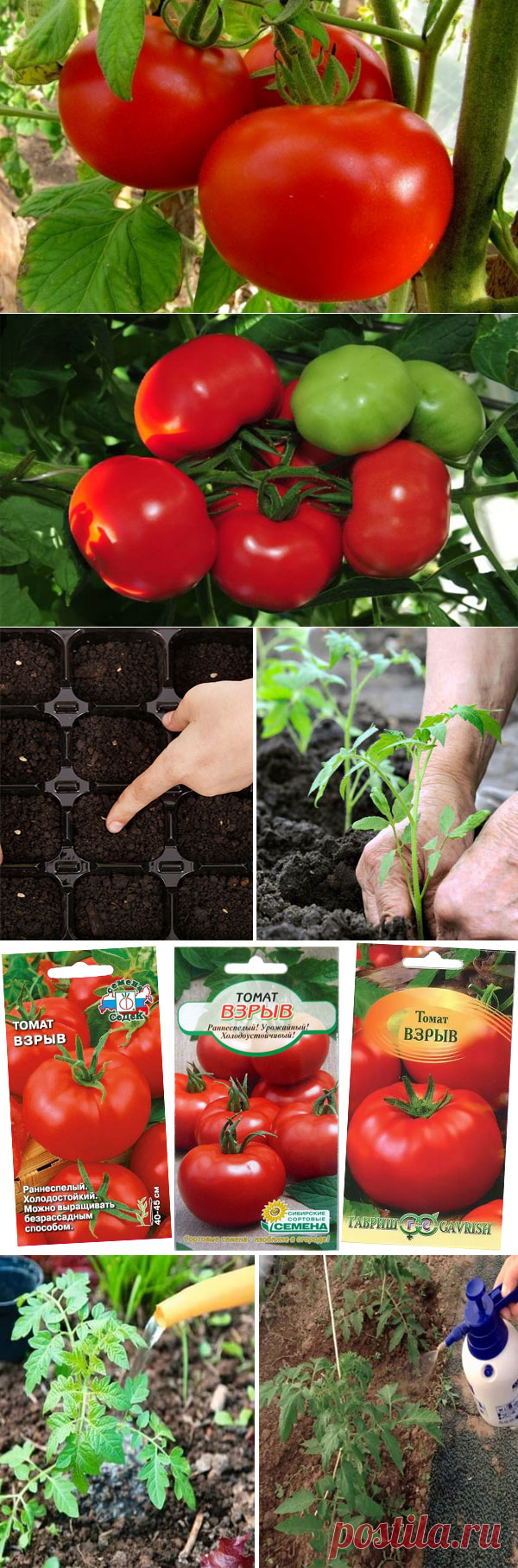 Томат Взрыв: характеристика и описание сорта, выращивание и уход | Сад ...