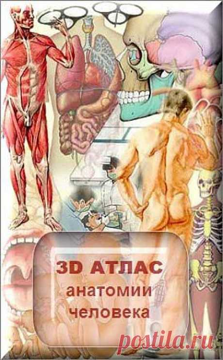 Скачать 3D атлас анатомии человека бесплатно

Этот мультимедийный путеводитель по телу человека позволит вам подробно узнать строение человеческого организма в красочных деталях, посмотреть как что работает и какую роль играет, зачем нужно и где находится, рассмотреть и буквально потрогать каждый орган: кость, нервы, мышцы, ткани...Всё это вы можете узнать в данном атласе анатомии человека в 3D анимации!