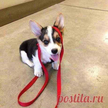 ♥ ЖИВОТНЫЕ ♥ ПРИРОДА ♥