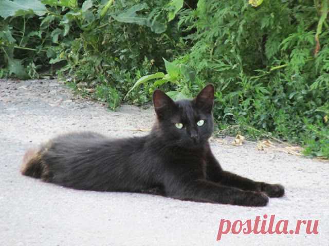 Грошики фантазий: Черный котик.