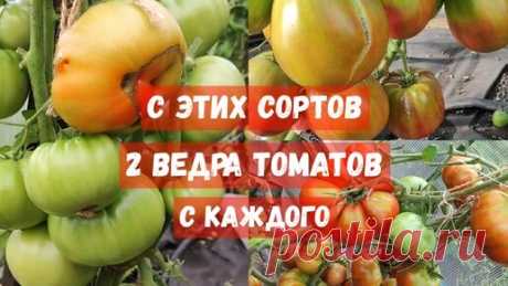 Только эти 3 томата посажу в 2024 году, посадила 1 раз, теперь выращиваю ежегодно, урожай ведрами | Садово - Цветочный Елены Николаевой | Дзен