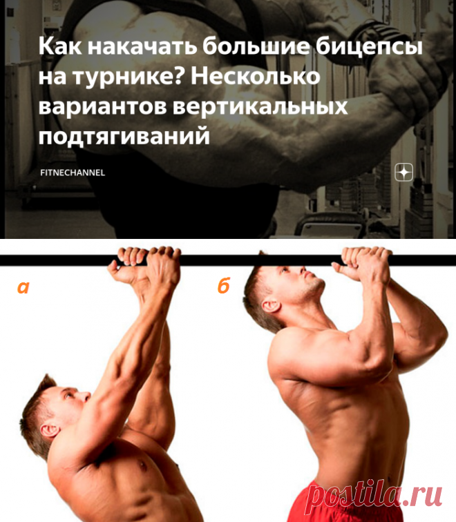 накачанная спина. накаченный бицепс. отжимания на бицепс. накаченный бицепс сколько см. молот брахиалис.